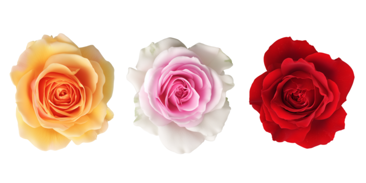 Beautiful roses in pastel colors arranged neatly on a white background for floral decoration and design ideas