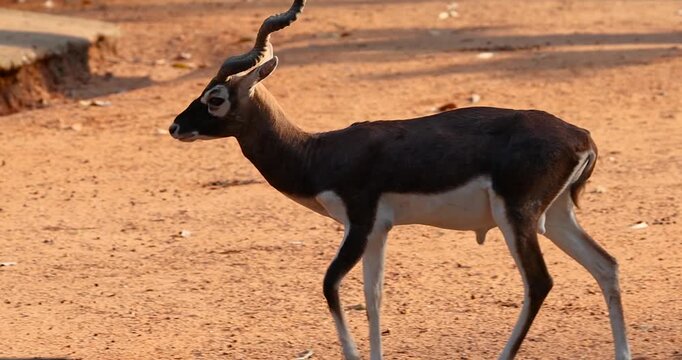 Famous Indian black buck in evening sun light, is an antelope native to India and Nepal.