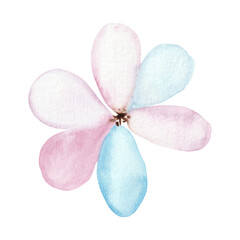 Pink and blue watercolor flower isolated on white background