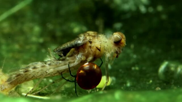 Aquatic Mite (Hydrachnidia) underwater, inspecting the dead carcass of a mayfly nymph (Callibaetis sp.), macro close-up. 