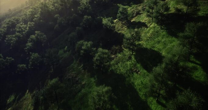 Vibrant green hills interspersed with trees stretch out under soft golden sunlight. Long shadows create a stunning contrast, highlighting the lush vegetation during early morning hours.