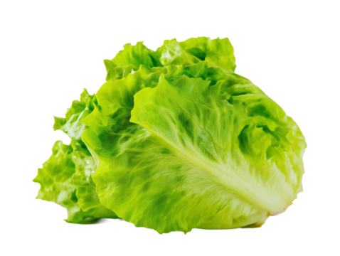 Fresh green lettuce head ready to be used in salads and sandwiches at a local market