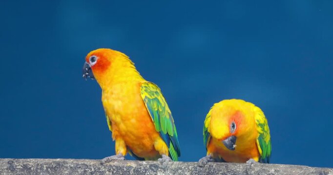 Two sun conures a medium-sized and vibrantly colored parrot species on the tree branch against blue sky.