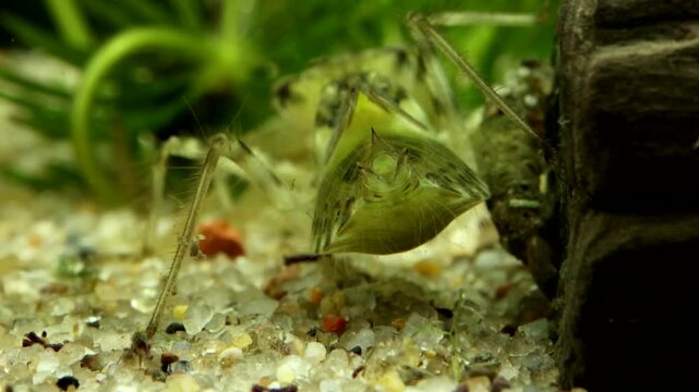 Dragonfly nymph (Libellula sp.) early instar, underwater, breathing with anal spiracle opening and closing, rear view, extreme macro close-up. 