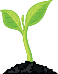 A small green plant is growing in the dirt