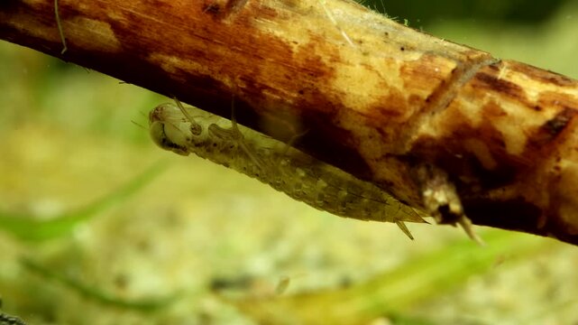 Dragonfly nymph (Aeshna sp.) early instar, underwater, crawling along a stick, macro close-up. 