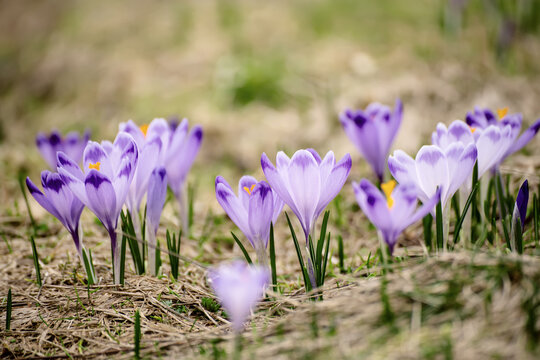 Spring crocus flowers in the grass, Easter seasonal background
