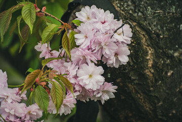 Sakura flowers blooming, spring seasonal Easter background