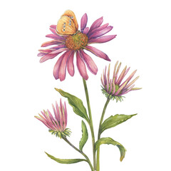 Pink Echinacea purpurea flower with butterfly (coneflower, tennesseensis). Floral botanical greeting card. Hand drawn watercolor painting illustration isolated on white background