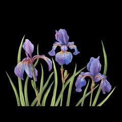 Postcard, template, frame with beautiful blue flowers of Iris sibirica (Siberian iris or Siberian flag). Watercolor hand drawn illustration isolated on black background