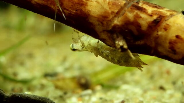 Dragonfly nymph (Aeshna sp.) early instar, underwater, stalking and tracking copepods as they swim just out of striking distance, macro close-up. 