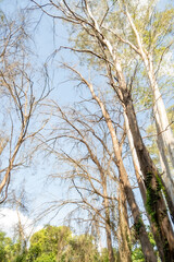 Fototapeta premium Forest, beautiful details in the middle of the forest in a city in Brazil, natural light, selective focus.