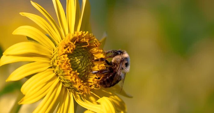 A bumblebee foraging for nectar and pollen on a yellow flower.