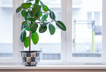 Green flower on the window in apartment.