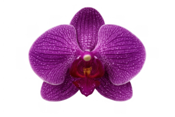 Beautiful phalaenopsis orchid blossom presenting its natural beauty and elegance, adding a touch of floral charm