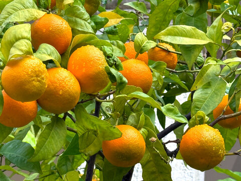 Orange tree with ripe fruits. - Powered by Adobe