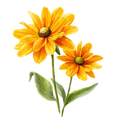 Rudbeckia watercolor vector, hand-painted style, high-quality illustration isolated on white background.