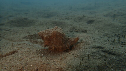 Sea snail trunculus murex or banded murex, trunk murex, banded dye-murex (Hexaplex trunculus) undersea, Ligurian Sea, Italy, Imperia