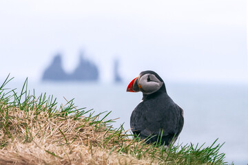 Atlantic Puffin on a Cliff with Reynisdrangar Sea Stacks in the Background, Iceland