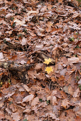 autumn leaves on the ground