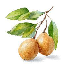 Sapodilla watercolor vector illustration, high-quality artwork isolated on a pure white background.