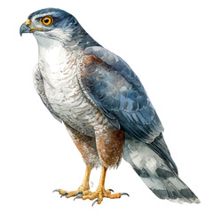 Goshawk watercolor vector illustration, high-quality artwork isolated on a pure white background.