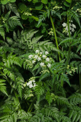 Wild forest plants with delicate white flowers (Anthriscus sylvestris) surrounded by dense green fern leaves. A vibrant display of natural woodland flora under soft daylight, evoking freshness 