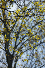 Delicate branches of Cornus mas (Cornelian cherry) or similar shrub with tiny yellow flowers bloom in early spring. The composition captures natural rhythm, evoking optimism and awakening