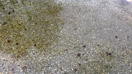 seaweed on the beach