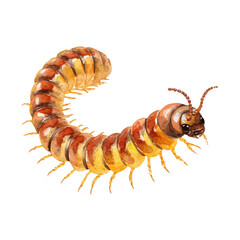 Watercolor painting of Millipede, detailed and artistic vector illustration on a white background.