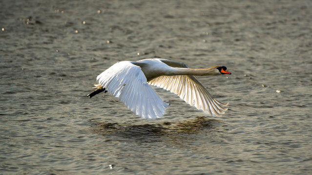 Graceful Mute Swan Gliding Low Over Rippling Water at Golden Hour in a Serene Wildlife Scene - Powered by Adobe