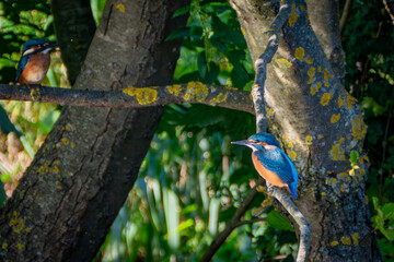 Eisvogel (alcedo atthis), 