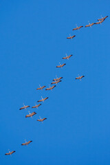 Bandada de grullas volando sobre el cielo azul. Aves migratorias.