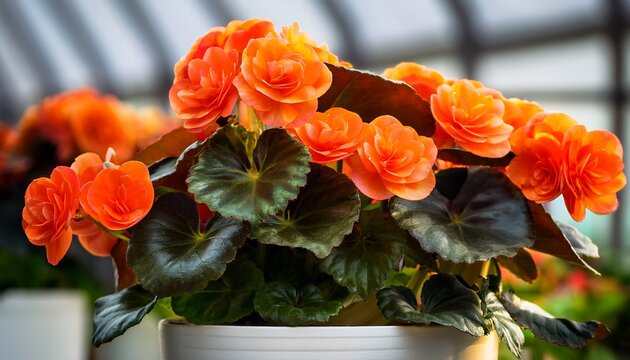 Closeup Of Begonia Plant In A White Pot With Beautiful Big Orange Flowers And Dark Green Leaves Photographed In Greenhouse Summer