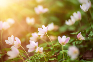 White anemone flowers growing in spring forest, natural seasonal background
