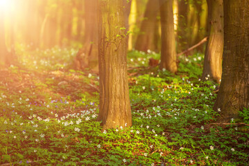 Flowering green forest with white flowers, spring nature background