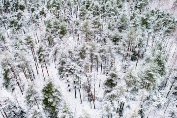 Forest in Estonia, covered with snow, aerial view. Winter seasonal landscape