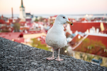 Tallinn and sea gull