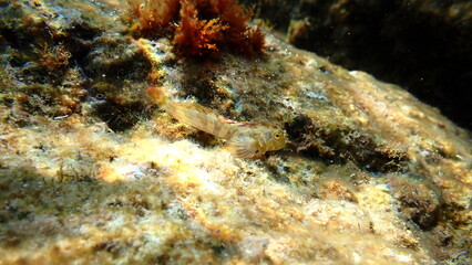 Sphynx blenny (Aidablennius sphynx) undersea, Ligurian Sea, Italy, Imperia