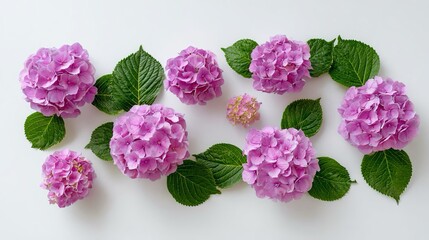 Composizione floreale di piccole ortensie rosa su sfondo bianco.