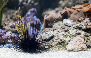 A cute sea urchin with large needles, an inhabitant of the sea with corals on the bottom