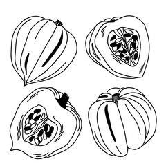 Contoured raw acorn pumpkin with seeds whole and cut, isolated vegetable set