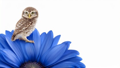 Tiny Owl Atop A Blue Flower On Transparent Background