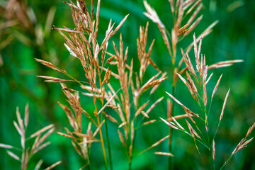 Obraz premium Bunch of dry grass with brown tips
