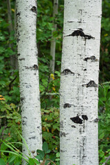 Two trees with a lot of bark and a few leaves