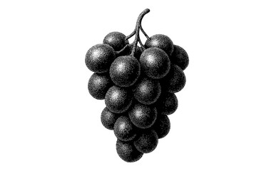 Obraz premium Vintage etching of grapes bunch in black and white style