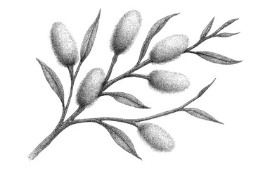 Handdrawn botanical art of pussy willow branch with fluffy catkins and leaves
