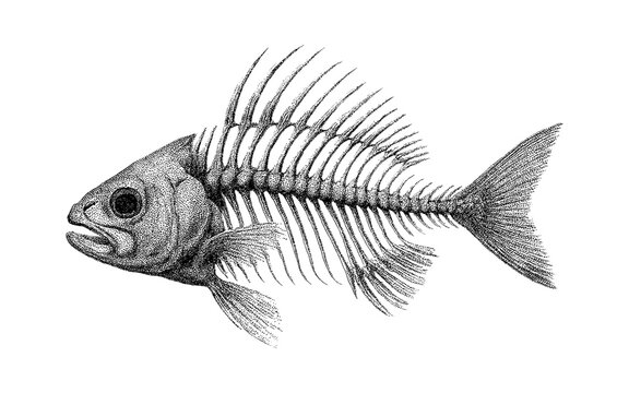 Detailed fish skeleton sketch in black and white