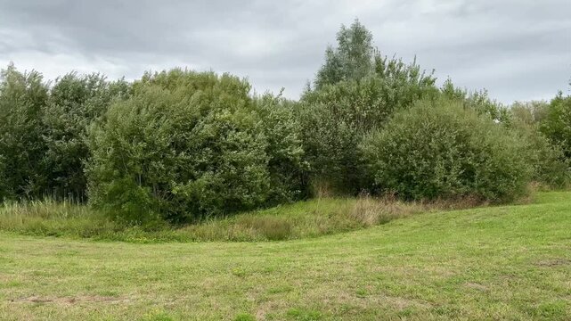 Green grassy meadow with dense bushes and trees under cloudy grey sky