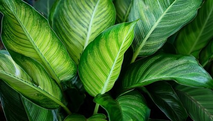 Green Texture Plants Idea Use As Background Common Name Aglaonema Scientific Name Aglaonema Sp Family Araceae Green Aglaonema So Beautiful For Decorative Leaves Of A House Plant